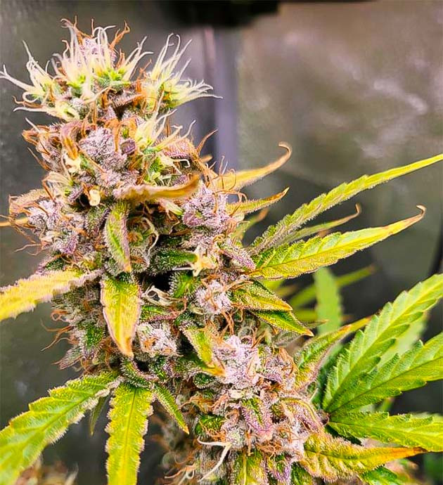 Ожидание янтарных трихом Куст Forbidden Runtz Auto от FastBuds на 12 неделе