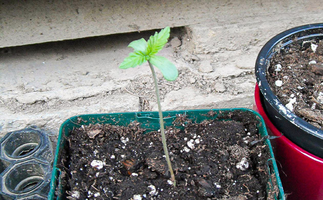 Росток на длинном стебле в ауте