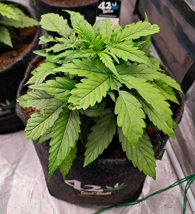 Развитие и полив конопли Растишка Z-Up Auto от FastBuds ростом 15 см