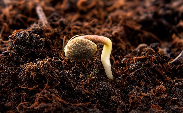 Гиббереллины – ускорители вытягивания