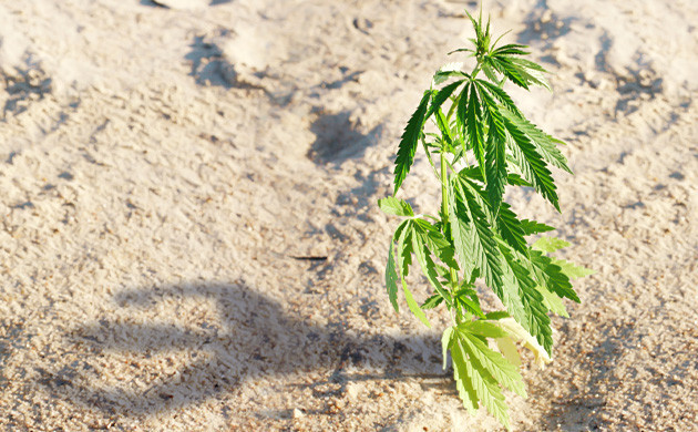 Фактор генетики