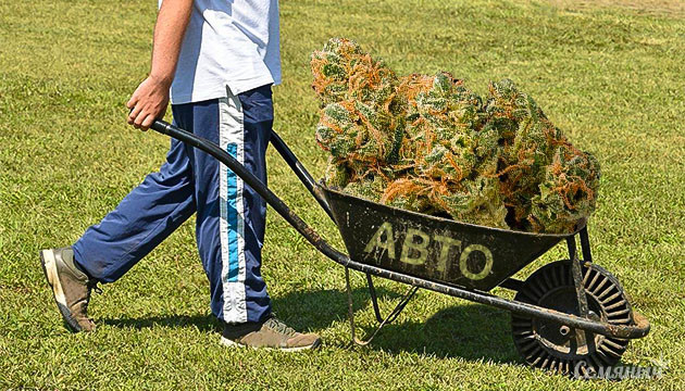 Увеличение урожая автоцветов Как получить больше урожая с автоцветов