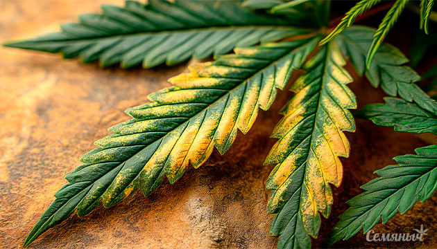 Визуальная диагностика листьев каннабиса