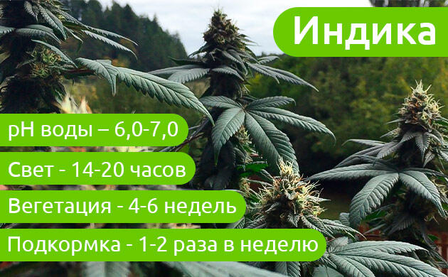 Уход за индикой во время вегетации Уход на стадии вегетации