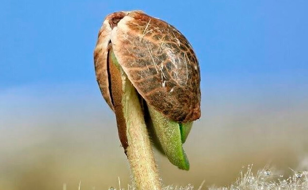 Проклюнувшийся росток с семенной оболочкой