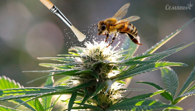 Опыление конопли