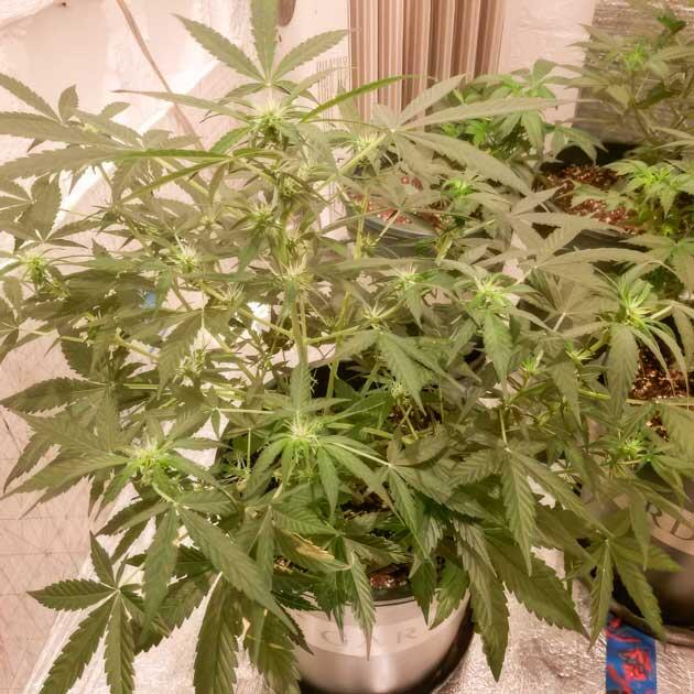 Растение конопли на активной стадии цветения под ярким светом