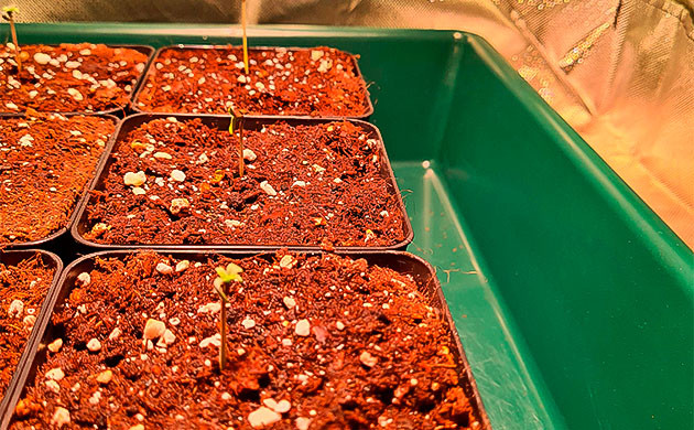 Росток Blueberry Hill от сидбанка Herbies Seeds