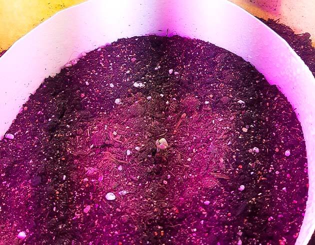Росток сорта конопли Gorilla Glue Auto