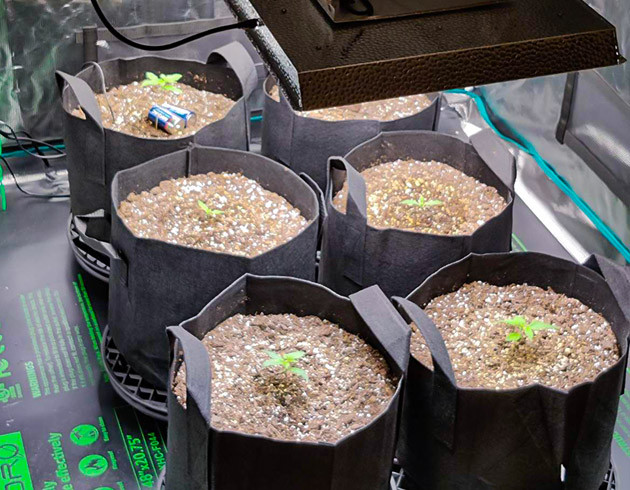 Выращивание конопли Afghan Kush Ryder Auto