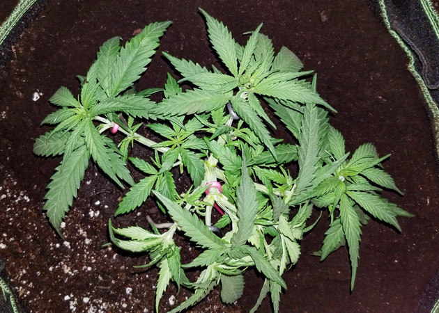 Сорт марихуаны Amherst Sour Diesel на 5 неделе гровинга