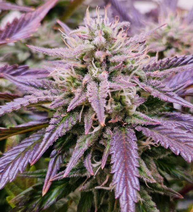 Lemon Cherry Gelato Auto R3 на финише цветения Зрелая шишка конопли