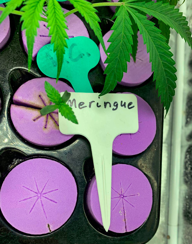 Пересадка семени после образования корешка на 4й день в горшки