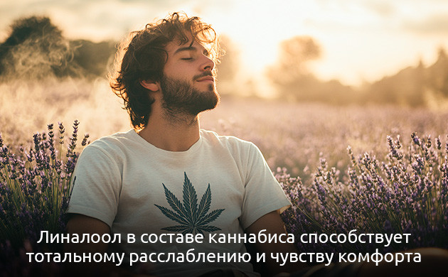Эффекты линалоола: спокойствие и эйфория