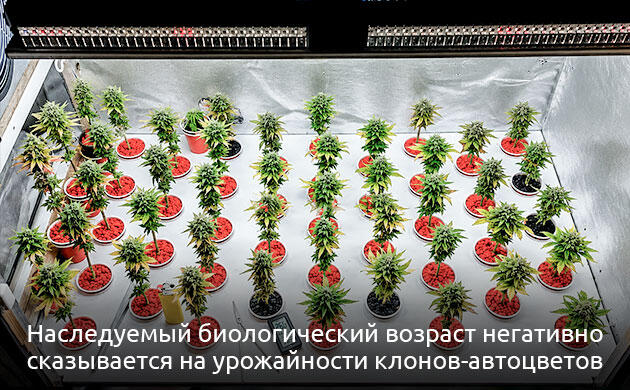 Проблемы клонирования автоцветущих сортов