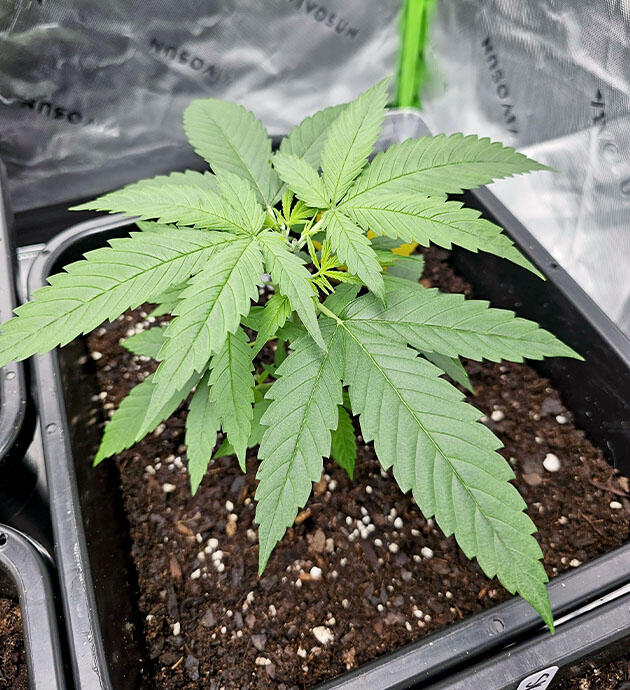 Проведение топпинга и удобрения для конопли Куст Apple Betty от Herbies Seeds ростом 18 см