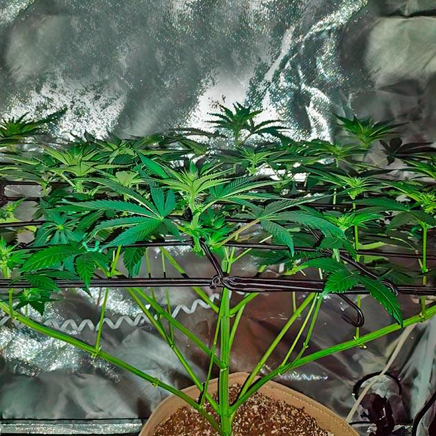 Начало цветения 7 неделя сорта Keepers OG Autoflower