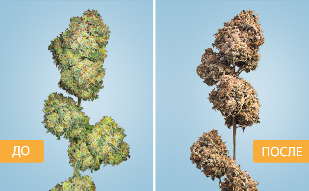 До и после ферментации шишек каннабиса Шишка до и после ферментации