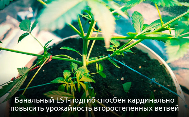 Выращивание каннабиса без тренировок