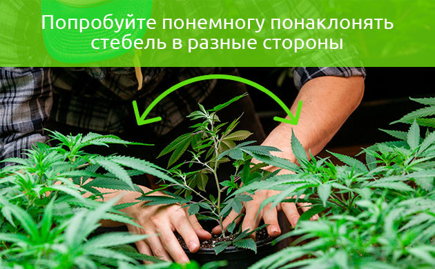 Попытки наклона стебля