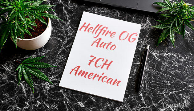 Выращивание сорта марихуаны Hellfire OG Auto от 7CH American Гроурепорт сорта Hellfire OG Auto от 7CH American