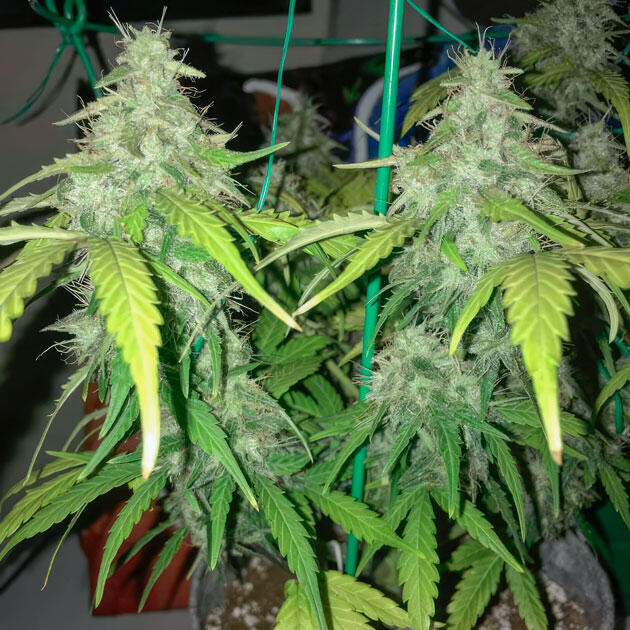 Подготовка к харвесту Gorilla 4 Autoflower от Easy Grow Seeds