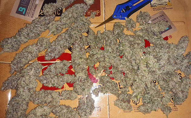 Сухие шишки