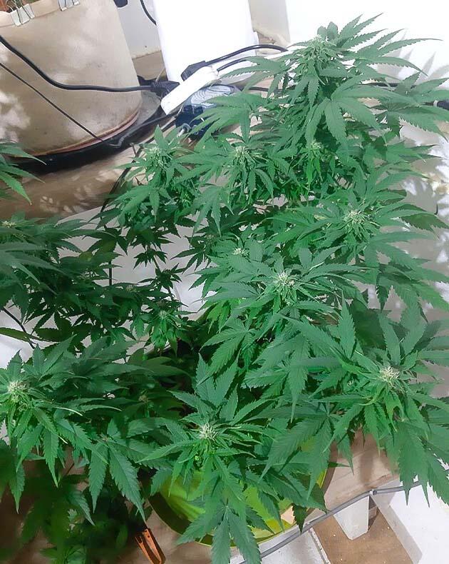 Прореживание и контроль питания Куст марихуаны на 9 неделе роста