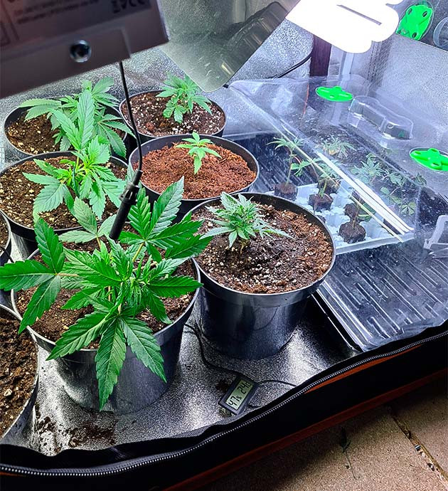 Ростки конопли на первых неделях этапа вегетации Общее фото всех растений в гроубоксе