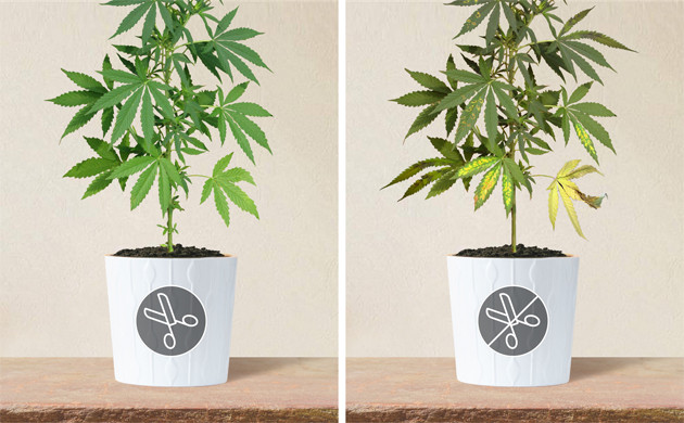 Куст с симптомами дефицита питательных веществ