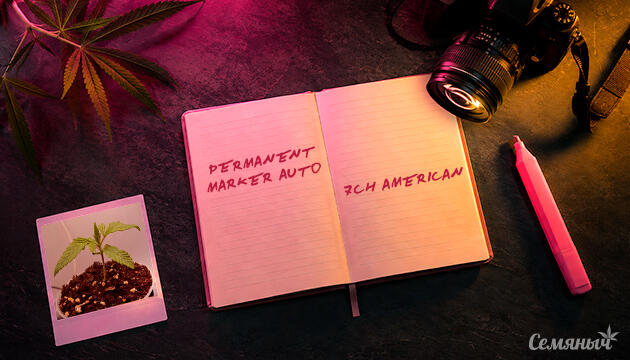 Гроурепорт сорта Permanent Marker Auto от 7CH American
