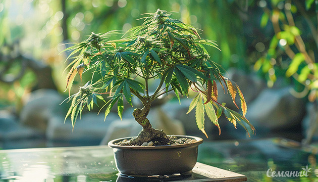 Японское искусство бонсай при выращивании конопли Бонсай как способ выращивания каннабиса