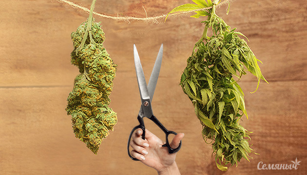 Разница между сухим и влажным маникюрингом конопли Сухой и влажный тримминг