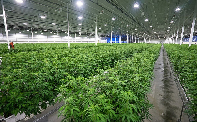 Конопляная оранжерея от Aurora Sky