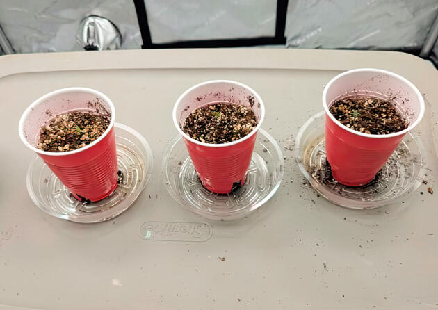 Проращивание Strawberry Banana Auto