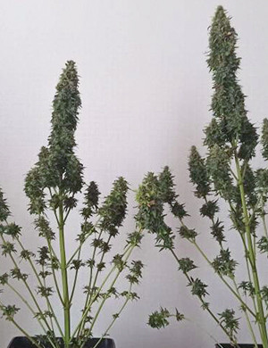 Время харвеста Кусты после тримминга