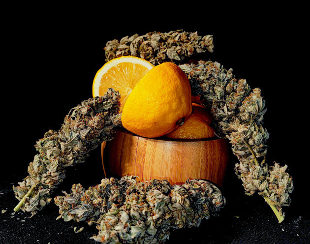 Срубка куста после цветения Lemon Citron