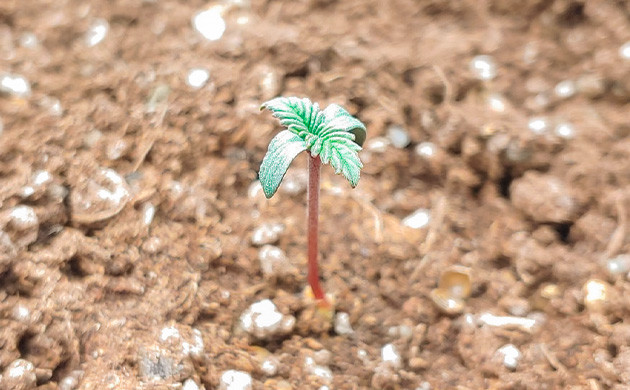 Проращивание Blueberry OG Проращивание семян конопли Blueberry OG