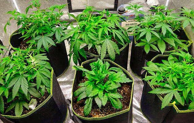 Густая зеленая крона каннабиса с короткими междоузлиями