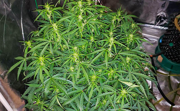 Появление соцветий с белыми волосками