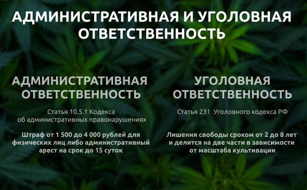 Форматы наказания за выращивание конопли Административная и уголовная ответственность