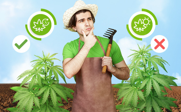 Выбор сорта