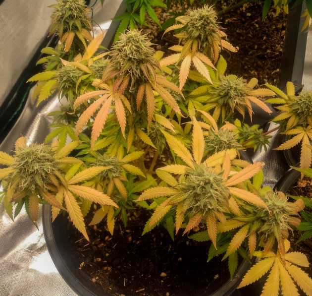 Окрашивание конопли в красный цвет