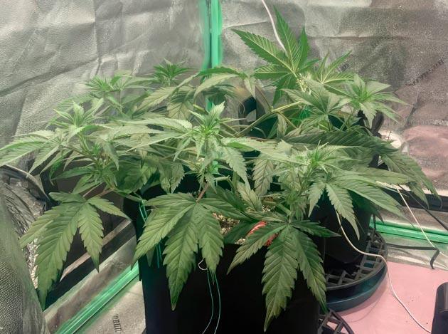 Конопля Punchberry Cookies RBX завершает вегетацию