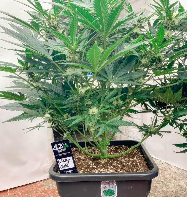 Дефолиация и корректировка удобрений Куст Cherry Cola Auto от FastBuds на 6 неделе