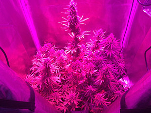 Gorilla Auto выращенная в гроубоксе