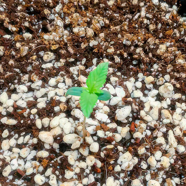 Проращивание семян конопли Alpha 21