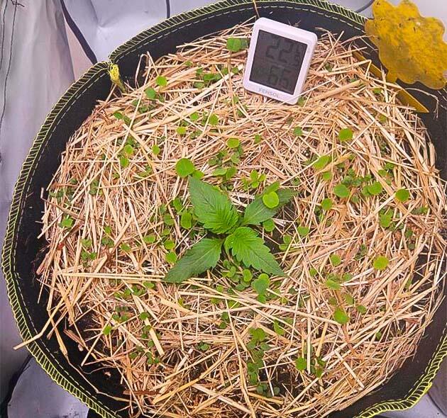 Развитие куста конопли Растишка Lemon Cherry Gelato Auto R3 на 2 неделе