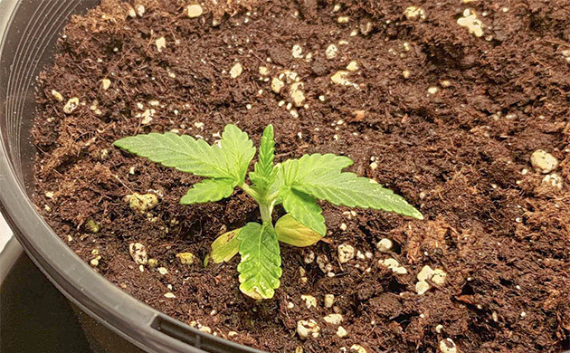 Пересадка саженцев: испытание для Lemon Tree Первые трудности при выращивании