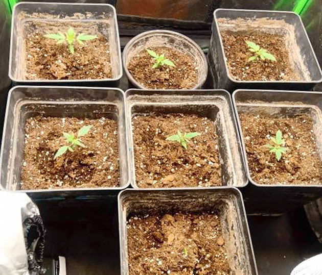 Ростки на второй неделе выращивания Проблемы в развитии одного из сажанцев